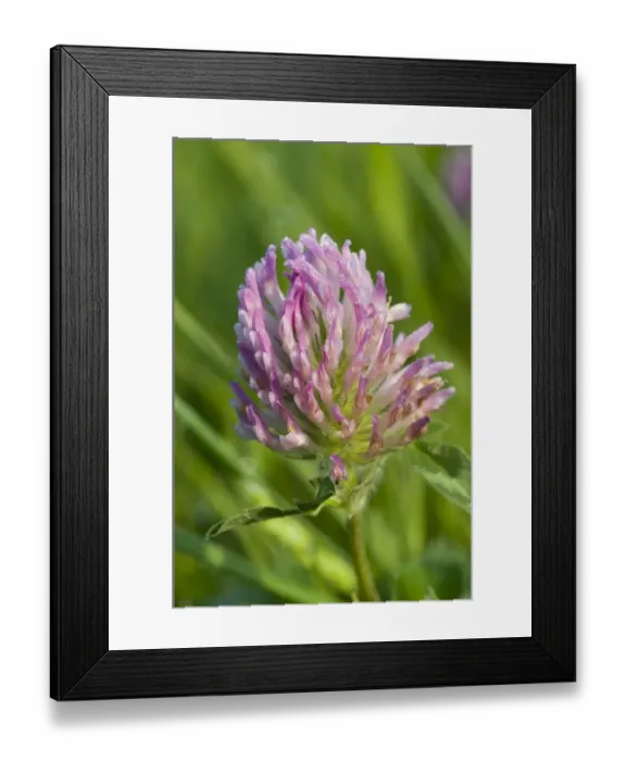 Framed Print : Red Clover (Trifolium pratense) close-up of flowerhead, covered with dew, Crossness Nature Reserve, Bexley, Kent, England, may Framed Print : Red Clover (Trifolium pratense) close-up of flowerhead, covered with dew, Crossness Nature Reserve, Bexley, Kent, England, may