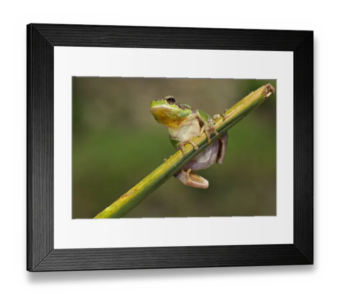 Framed Print : Stripeless Treefrog (Hyla meridionalis) adult male, clinging to stem, Italy, april Framed Print : Stripeless Treefrog (Hyla meridionalis) adult male, clinging to stem, Italy, april