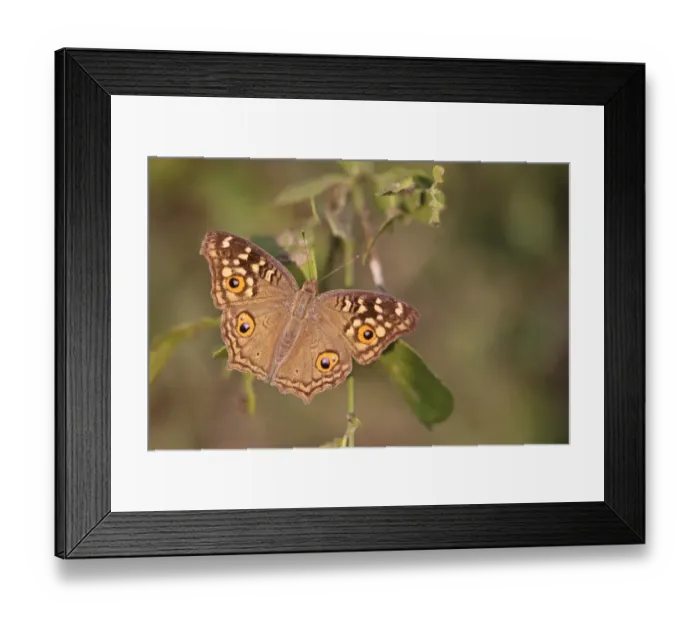 Framed Print : Lemon Pansy (Junonia lemonias) adult, resting on leaves, India, november Framed Print : Lemon Pansy (Junonia lemonias) adult, resting on leaves, India, november