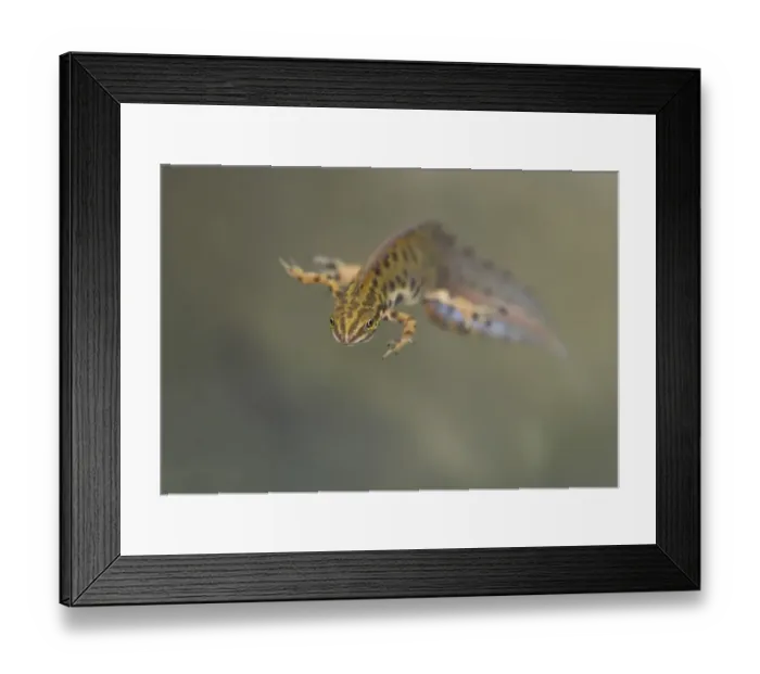 Framed Print : Smooth Newt (Lissotriton vulgaris) adult male, in breeding colours, underwater in dew pond, Lathkil Dale, Peak District, Derbyshire, England, may Framed Print : Smooth Newt (Lissotriton vulgaris) adult male, in breeding colours, underwater in dew pond, Lathkil Dale, Peak District, Derbyshire, England, may