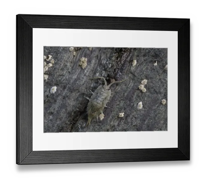 Framed Print : Sea Slater (Ligia oceanica) adult, on shore rock covered with barnacles, near Polperro, South Cornwall, England, august Framed Print : Sea Slater (Ligia oceanica) adult, on shore rock covered with barnacles, near Polperro, South Cornwall, England, august