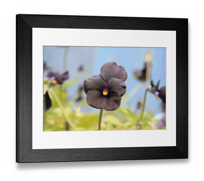 Framed Print : Garden Pansy (Viola sp. ) Roscastle Black, close-up of flower, in garden, Suffolk, England, june Framed Print : Garden Pansy (Viola sp. ) Roscastle Black, close-up of flower, in garden, Suffolk, England, june
