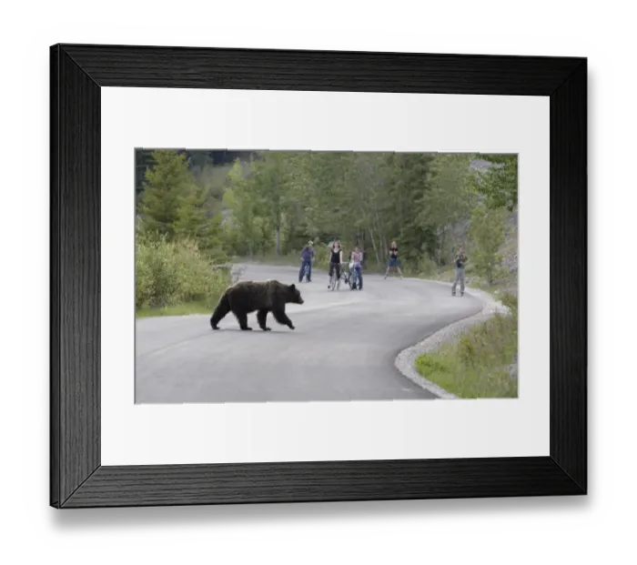 Framed Print : Grizzly Bear (Ursus arctos horribilis) adult, walking across road with people watching, Rocky Mountains, Alberta, Canada, june