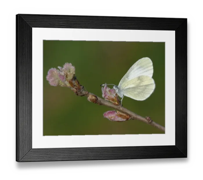 Framed Print : Wood White (Leptidea sinapis) adult, roosting on Turkey Oak (Quercus cerris) early opening leaf buds, Southern Greece, april Framed Print : Wood White (Leptidea sinapis) adult, roosting on Turkey Oak (Quercus cerris) early opening leaf buds, Southern Greece, april