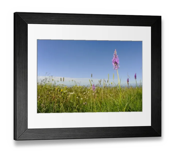Framed Print : Heath Spotted Orchid (Dactylorhiza maculata) flowering, growing in habitat, Italy, july Framed Print : Heath Spotted Orchid (Dactylorhiza maculata) flowering, growing in habitat, Italy, july