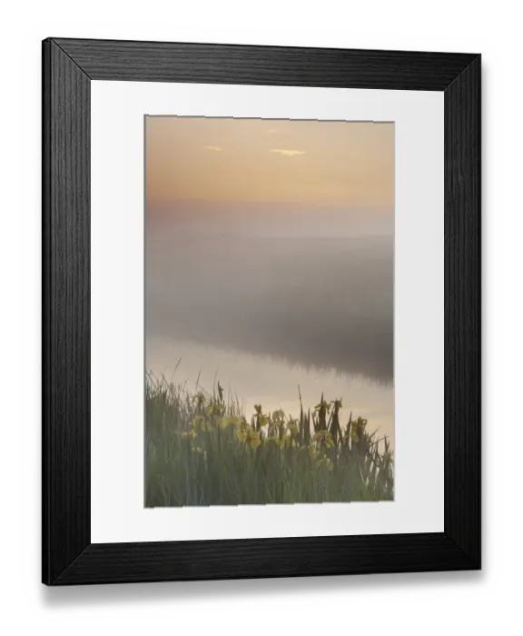 Framed Print : Yellow Iris (Iris pseudacorus) flowering, growing beside dyke in coastal grazing marsh habitat, in mist at sunrise, Elmley Marshes N. N. R. Isle of Sheppey, Kent, England, may