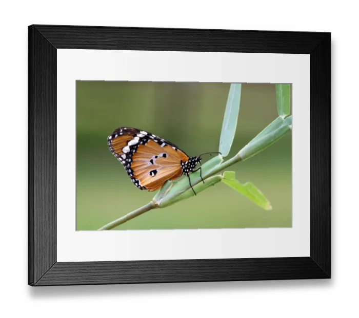 Framed Print : African Monarch (Danaus chrysippus) adult, underside, resting on grass, Chobe N. P. Botswana