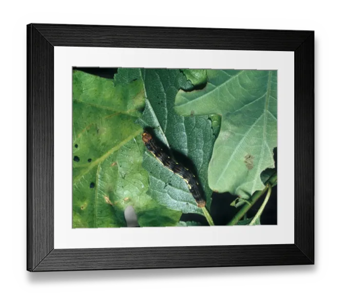 Framed Print : Mottled Umber Moth (Erannis defolaria) Larva Framed Print : Mottled Umber Moth (Erannis defolaria) Larva
