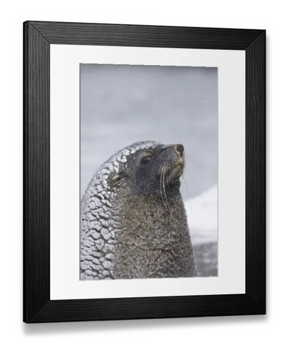 Framed Print : Antarctic Fur Seal (Arctocephalus gazella) adult, close-up of head, during snowfall, South Georgia, november Framed Print : Antarctic Fur Seal (Arctocephalus gazella) adult, close-up of head, during snowfall, South Georgia, november