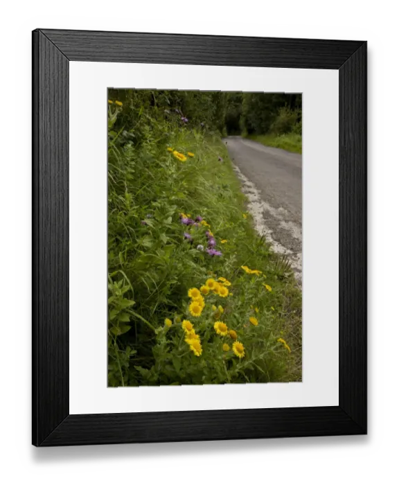 Framed Print : Common Fleabane (Pulicaria dysenterica) with knapweed, flowering, growing on roadside verge habitat, near Powerstock, West Dorset, England, august Framed Print : Common Fleabane (Pulicaria dysenterica) with knapweed, flowering, growing on roadside verge habitat, near Powerstock, West Dorset, England, august