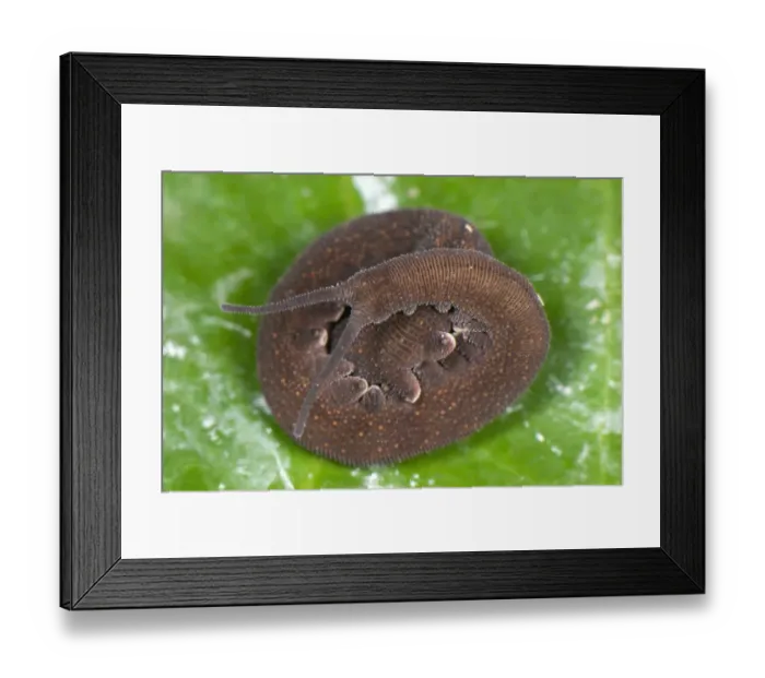 Framed Print : Andean Velvet-worm (Peripatus sp. ) adult, coiled on leaf, from Cusco to Manu, Departemento Cusco, Andes, Peru