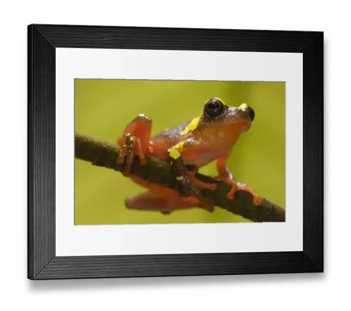Framed Print : Shreve's Sarayacu Treefrog (Dendropsophus sarayacuensis) adult male, clinging to twig, Los Amigos Biological Station, Madre de Dios, Amazonia, Peru