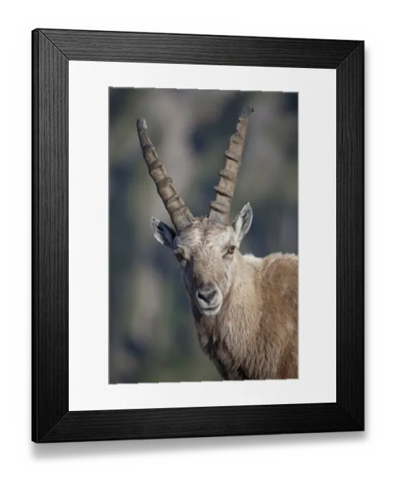 Framed Print : Alpine Ibex (Capra ibex) adult male, close-up of head, Niederhorn, Swiss Alps, Bernese Oberland, Switzerland, june Framed Print : Alpine Ibex (Capra ibex) adult male, close-up of head, Niederhorn, Swiss Alps, Bernese Oberland, Switzerland, june