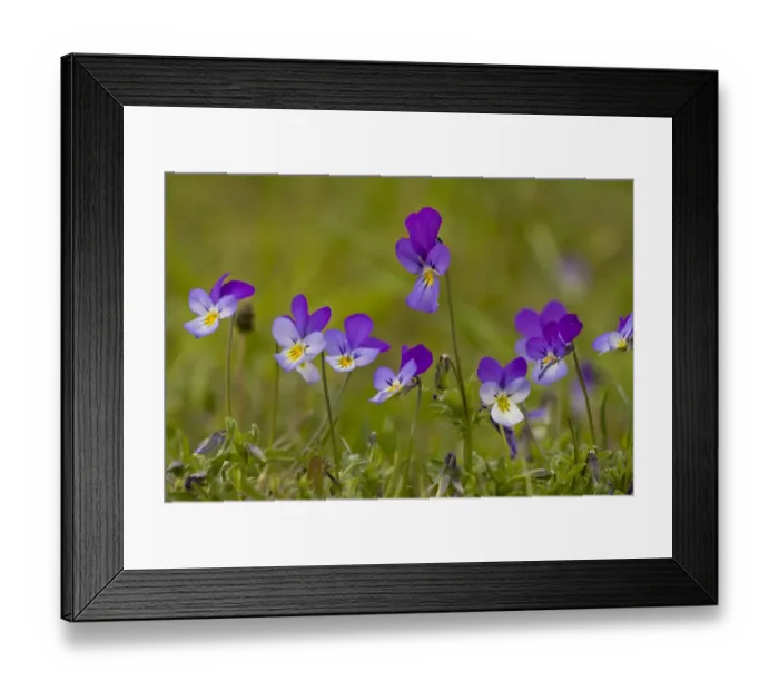Framed Print : Wild Pansy (Viola tricolor) flowering, growing in mountain pasture, Bulgaria, may Framed Print : Wild Pansy (Viola tricolor) flowering, growing in mountain pasture, Bulgaria, may