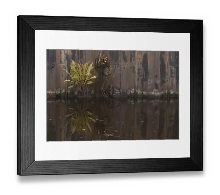Framed Print : Fern (Pteridophyta sp. ) growing on rusty metal sheets on canal side, Sheffield, South Yorkshire, England, november Framed Print : Fern (Pteridophyta sp. ) growing on rusty metal sheets on canal side, Sheffield, South Yorkshire, England, november