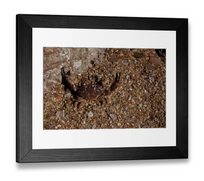 Framed Print : Crab - Xantho incisus In degensive attitude on seashore / Wembury, South Devon Framed Print : Crab - Xantho incisus In degensive attitude on seashore / Wembury, South Devon