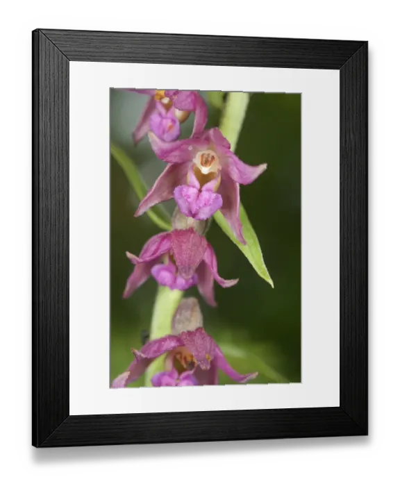 Framed Print : Dark Red Helleborine (Epipactis atrorubens) close-up of flowers, Slovenia Framed Print : Dark Red Helleborine (Epipactis atrorubens) close-up of flowers, Slovenia