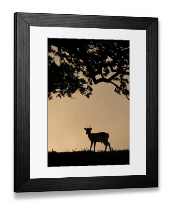 Framed Print : Fallow Deer (Dama dama) young buck, silhouetted at sunrise, Kent, England, october Framed Print : Fallow Deer (Dama dama) young buck, silhouetted at sunrise, Kent, England, october