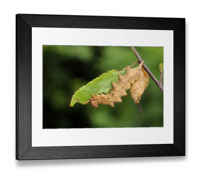 Framed Print : Lobster Moth (Stauropus fagi) fully grown larva, feeding on blackthorn leaf, Oxfordshire, England Framed Print : Lobster Moth (Stauropus fagi) fully grown larva, feeding on blackthorn leaf, Oxfordshire, England