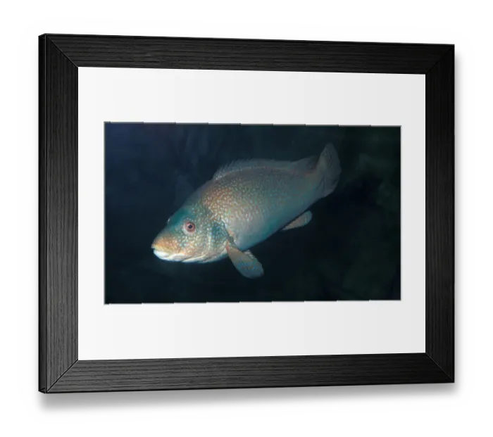 Framed Print : Ballan Wrasse (Labrus bergylta) swimming