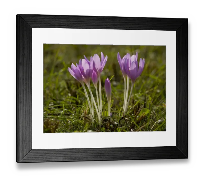 Framed Print : Autumn Crocus (Colchicum autumnale) flowering, in old grassland, Romania, october Framed Print : Autumn Crocus (Colchicum autumnale) flowering, in old grassland, Romania, october