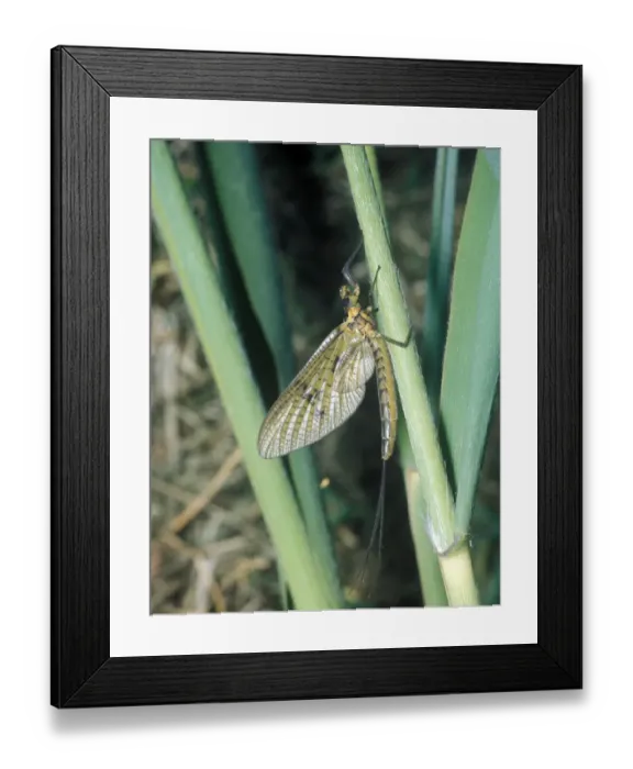 Framed Print : Mayfly (Ephemera danica) Close-up / on grass stem Framed Print : Mayfly (Ephemera danica) Close-up / on grass stem