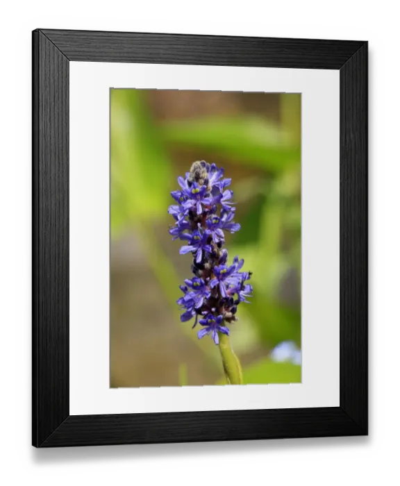 Framed Print : Pickerelweed (Pontederia cordata) close-up of flowerspike, growing in garden, Germany Framed Print : Pickerelweed (Pontederia cordata) close-up of flowerspike, growing in garden, Germany