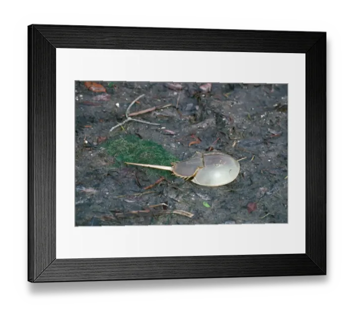 Framed Print : Crab - Horseshoe (Limulus polyphemus) on mud Framed Print : Crab - Horseshoe (Limulus polyphemus) on mud