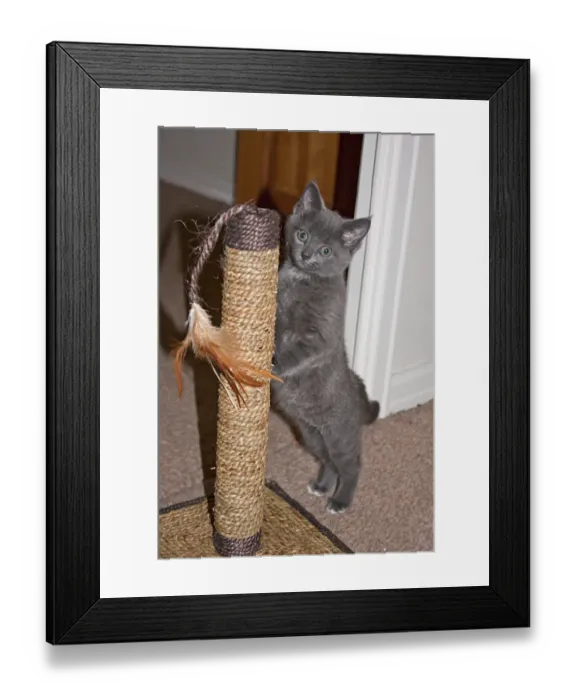 Framed Print : Domestic Cat, grey kitten, playing with scratching post indoors, England