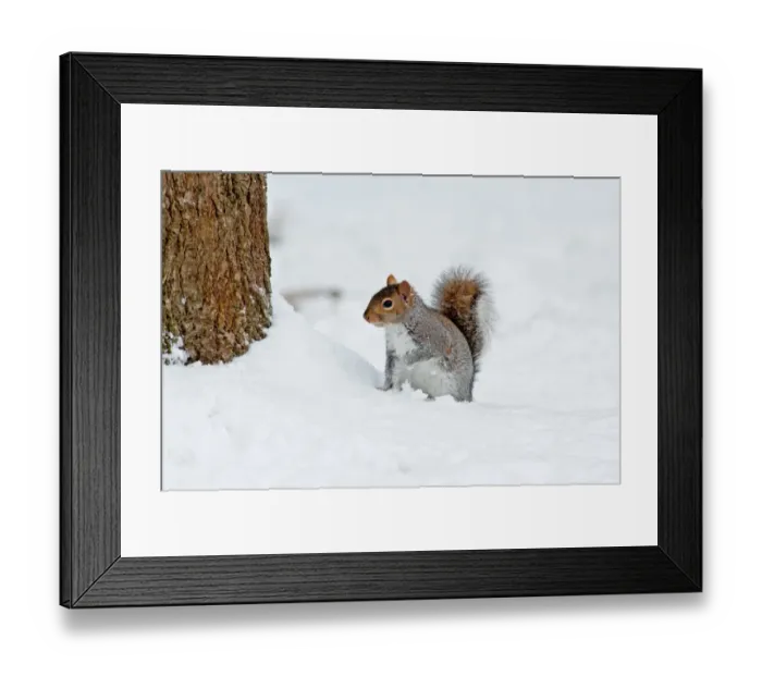 Framed Print : Eastern Grey Squirrel (Sciurus carolinensis) introduced species, adult, standing in snow at base of tree trunk, Ashdown Forest, East Sussex, England, winter Framed Print : Eastern Grey Squirrel (Sciurus carolinensis) introduced species, adult, standing in snow at base of tree trunk, Ashdown Forest, East Sussex, England, winter