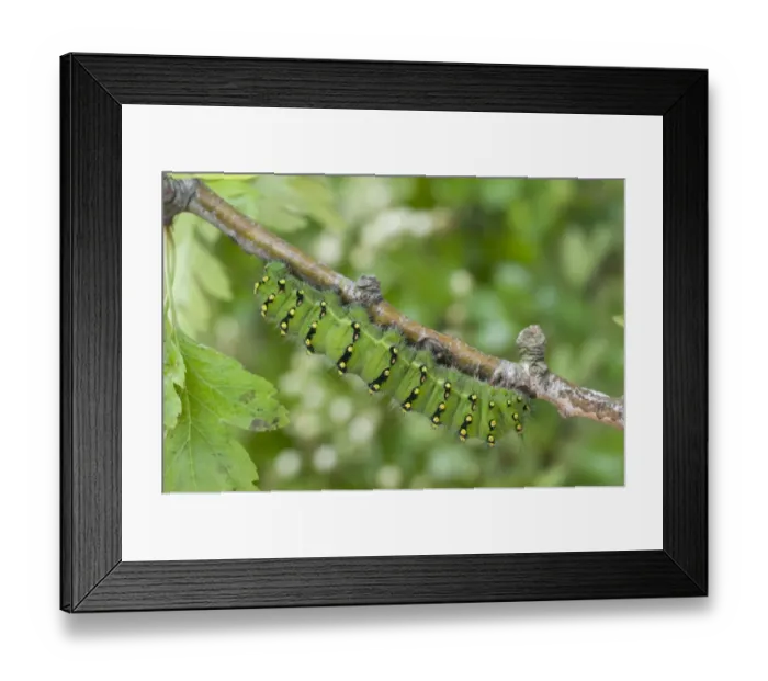 Framed Print : Emperor Moth (Saturnia pavonia) caterpillar, resting on twig, England, may