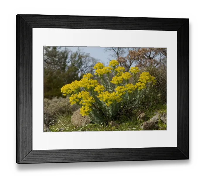 Framed Print : Narrow-leaved Glaucous Spurge (Euphorbia rigida) flowering, in grassland, Lesvos, Greece, march Framed Print : Narrow-leaved Glaucous Spurge (Euphorbia rigida) flowering, in grassland, Lesvos, Greece, march