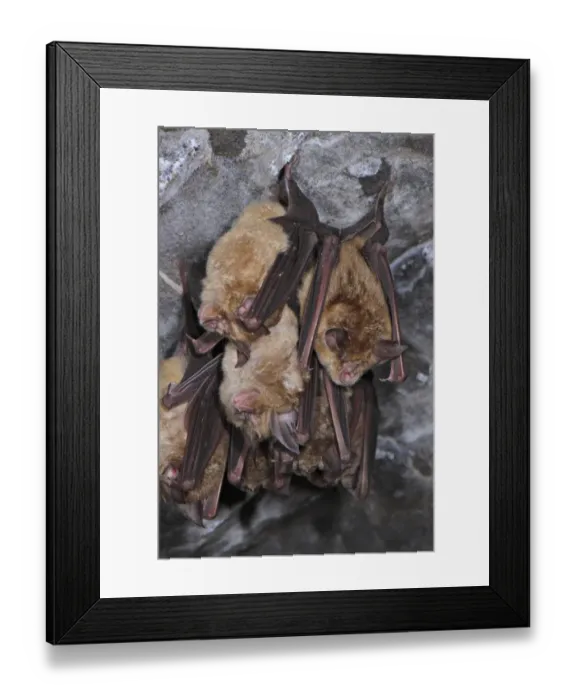 Framed Print : Greater Horseshoe Bat (Rhinolophus ferrumequinum) adults, group sleeping, roosting in cave, Italy, spring Framed Print : Greater Horseshoe Bat (Rhinolophus ferrumequinum) adults, group sleeping, roosting in cave, Italy, spring