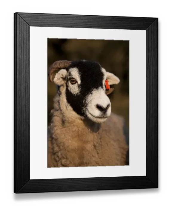 Framed Print : Domestic Sheep, Swaledale, close-up of head, on limestone pasture, North Yorkshire, England, october Framed Print : Domestic Sheep, Swaledale, close-up of head, on limestone pasture, North Yorkshire, England, october