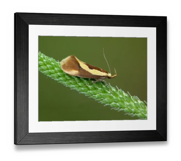 Framed Print : Concealer Moth (Harpella forficella) adult, resting on Greater Plantain (Plantago major) flowerhead, Cannobina Valley, Piedmont, Northern Italy, july Framed Print : Concealer Moth (Harpella forficella) adult, resting on Greater Plantain (Plantago major) flowerhead, Cannobina Valley, Piedmont, Northern Italy, july