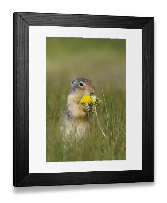 Framed Print : Columbian Ground Squirrel (Urocitellus columbianus) adult, feeding on dandelion flower, Rocky Mountains, Alberta, Canada, june Framed Print : Columbian Ground Squirrel (Urocitellus columbianus) adult, feeding on dandelion flower, Rocky Mountains, Alberta, Canada, june
