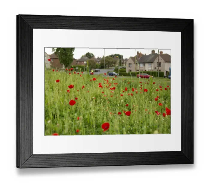 Framed Print : Corn Poppy (Papaver rhoeas) flowering mass, planted in city housing estate, Parson Cross, Sheffield, South Yorkshire, England, may