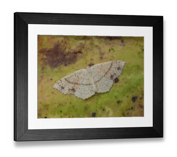 Framed Print : Maiden's Blush (Cyclophora punctaria) adult female, resting on decaying leaf, Cannobina Valley, Piedmont, Northern Italy, july