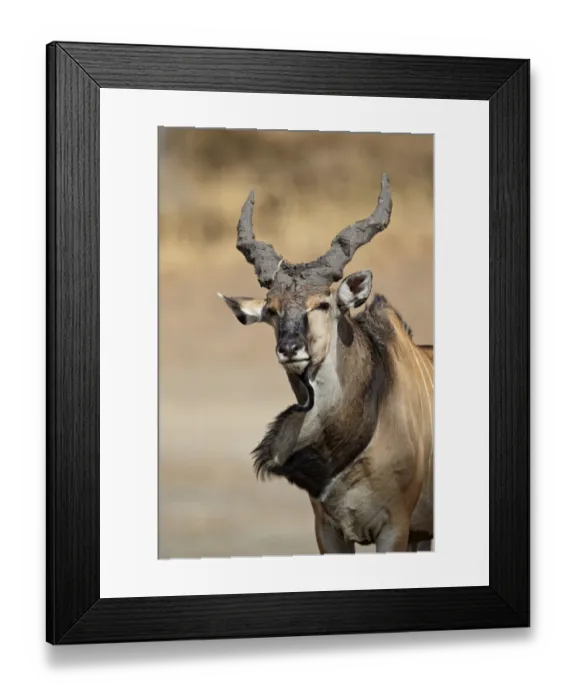 Framed Print : Giant Eland (Taurotragus derbianus) adult male, with mud on horns, shaking dewlap, Fatalah Reserve, Senegal, january Framed Print : Giant Eland (Taurotragus derbianus) adult male, with mud on horns, shaking dewlap, Fatalah Reserve, Senegal, january