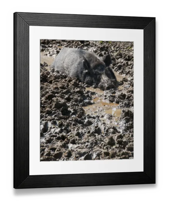 Framed Print : Eurasian Wild Boar (Sus scrofa) sow, wallowing in mud on farm, Chipping, Lancashire, England, april Framed Print : Eurasian Wild Boar (Sus scrofa) sow, wallowing in mud on farm, Chipping, Lancashire, England, april