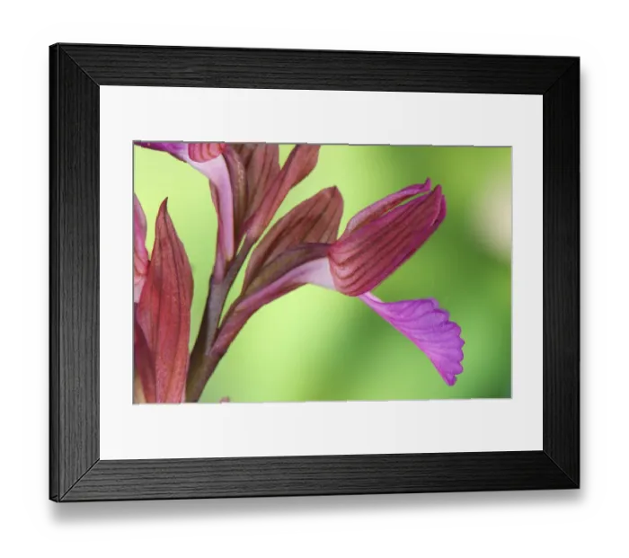 Framed Print : Pink Butterfly Orchid (Orchis papilionacea) close-up of flowers, Italy Framed Print : Pink Butterfly Orchid (Orchis papilionacea) close-up of flowers, Italy