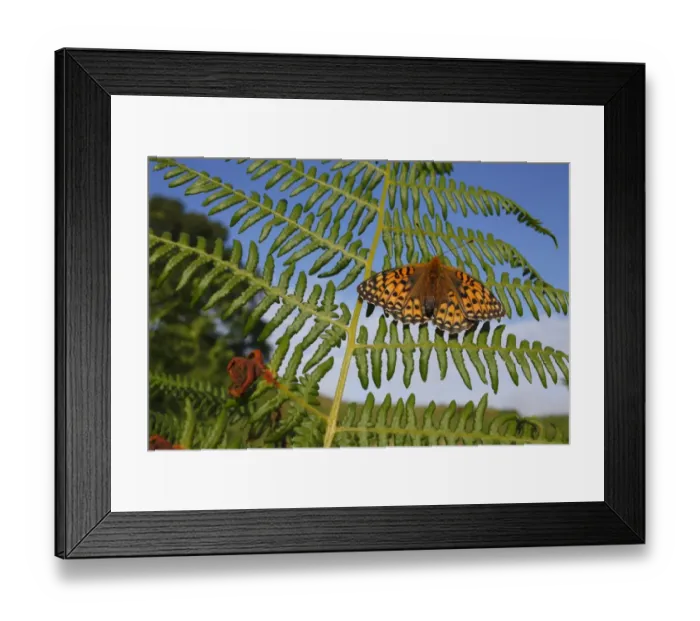 Framed Print : Dark Green Fritillary (Argynnis aglaja) adult female, basking on fern frond in early morning sunshine, Powys, Wales, july
