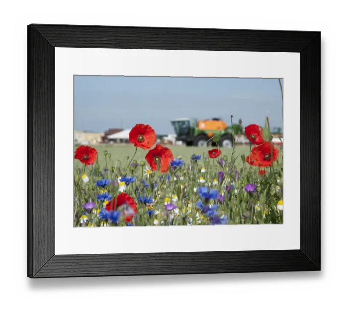 Framed Print : Corn Poppy (Papaver rhoeas), Cornflower (Centaurea cyanus) and Corncockle (Agrostemma githago) flowering, growing at edge of field with sprayer in background, Lincolnshire, England, june Framed Print : Corn Poppy (Papaver rhoeas), Cornflower (Centaurea cyanus) and Corncockle (Agrostemma githago) flowering, growing at edge of field with sprayer in background, Lincolnshire, England, june