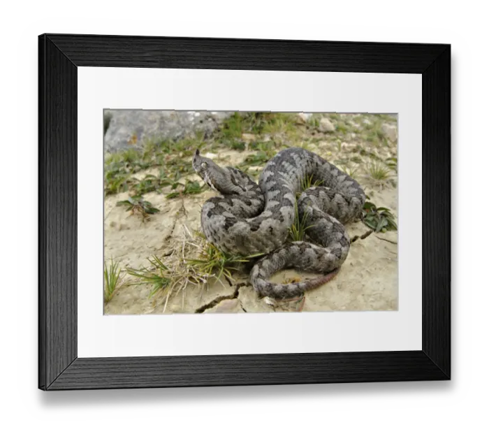 Framed Print : Nose-horned Viper (Vipera ammodytes) adult male, on cracked soil, Croatia