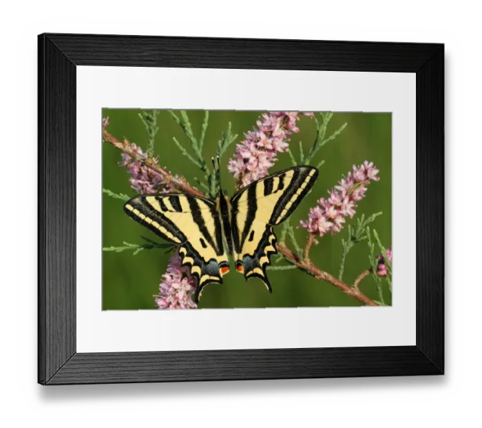 Framed Print : Southern Swallowtail (Papilio alexanor) adult male, feeding on French Tamarisk (Tamarix gallica) flowers, Peloponesos, Greece, april Framed Print : Southern Swallowtail (Papilio alexanor) adult male, feeding on French Tamarisk (Tamarix gallica) flowers, Peloponesos, Greece, april