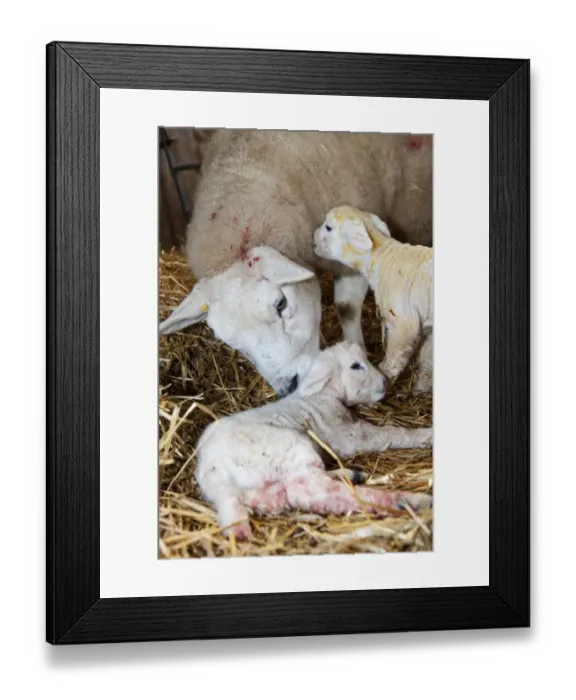 Framed Print : Domestic Sheep, Texel ewe with newborn twin lambs, on straw bedding in lambing shed, England, march Framed Print : Domestic Sheep, Texel ewe with newborn twin lambs, on straw bedding in lambing shed, England, march