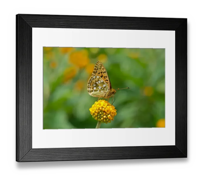 Framed Print : Dark Green Fritillary (Argynnis aglaja) adult, feeding on flower, England, june