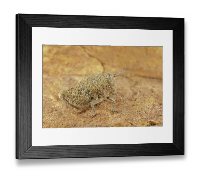 Framed Print : Toad Grasshopper (Batrachotetryx sp. ) adult, camouflaged on rock, South Africa Framed Print : Toad Grasshopper (Batrachotetryx sp. ) adult, camouflaged on rock, South Africa