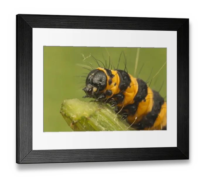Framed Print : Cinnabar Moth (Tyria jacobaeae) caterpillar, feeding on Common Ragwort (Senecio jacobaea), Leicestershire, England, july