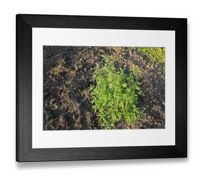 Framed Print : Fat Hen (Chenopodium album) flowering, growing as weed in garden allotment, Suffolk, England, august